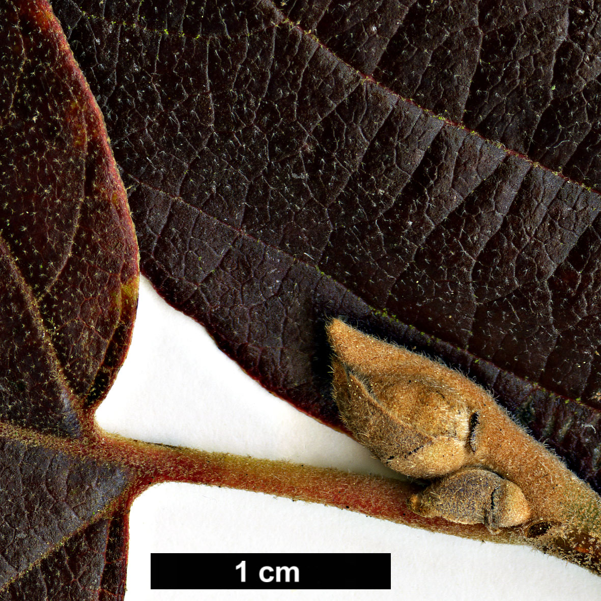 High resolution image: Family: Hamamelidaceae - Genus: Fothergilla - Taxon: ×intermedia - SpeciesSub: 'Beaver Creek'